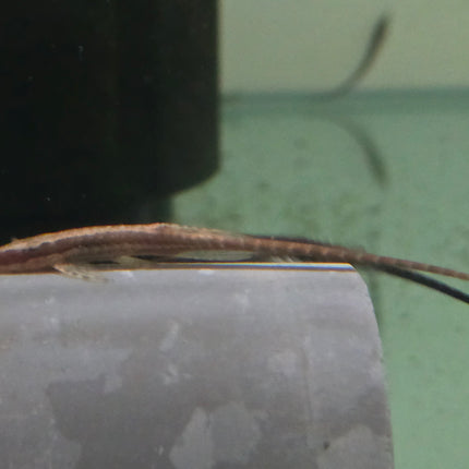 Long nosed fallowella 8-12cm