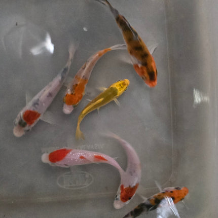 Assorted koi