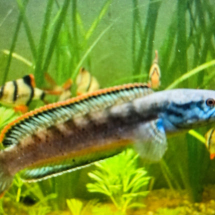Channa red fin 10-12cm