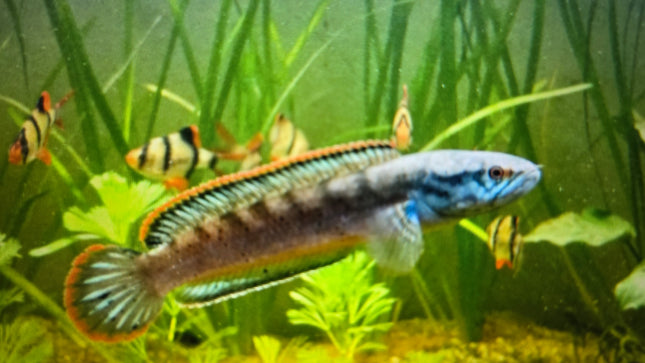 Channa red fin 10-12cm
