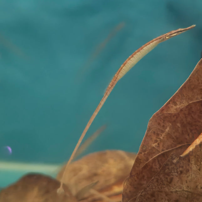 Freshwater pipefish 5-6cm