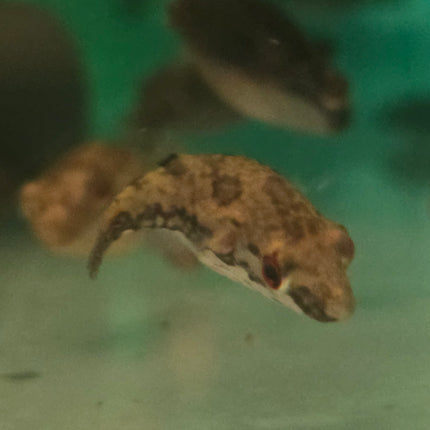 Red eyed puffer 4-6cm