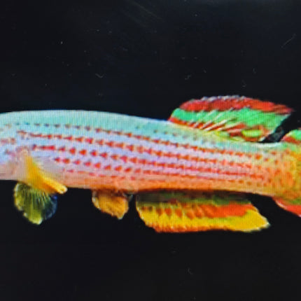 Aphyosemion striatum 3-4cm