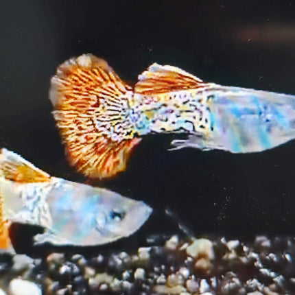 Metal snake red Lace guppy Pair 2.5cm