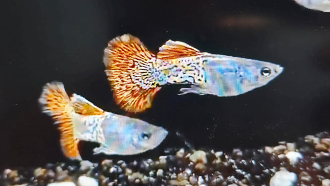 Metal snake red Lace guppy Pair 2.5cm