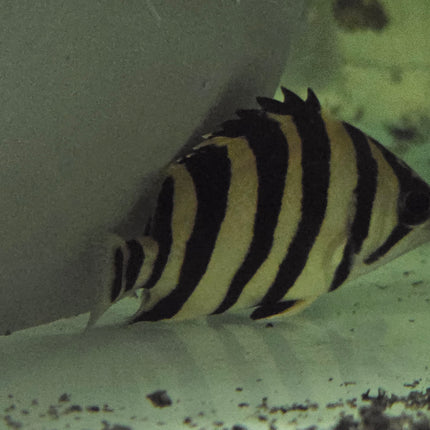 Indonesia tiger fish 4bar 4-5cm