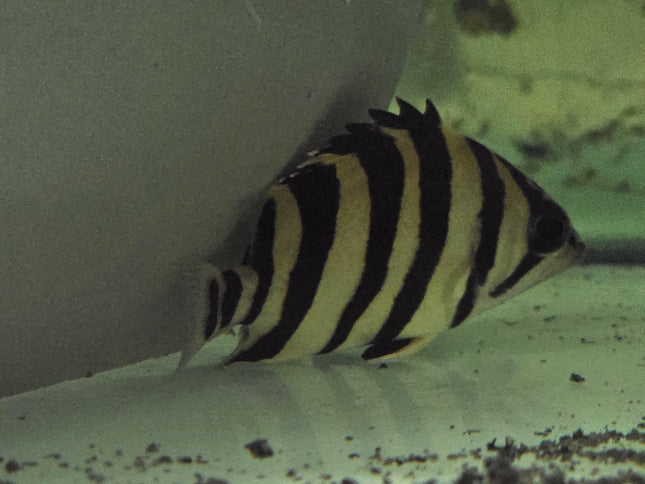 Indonesia tiger fish 4bar 4-5cm