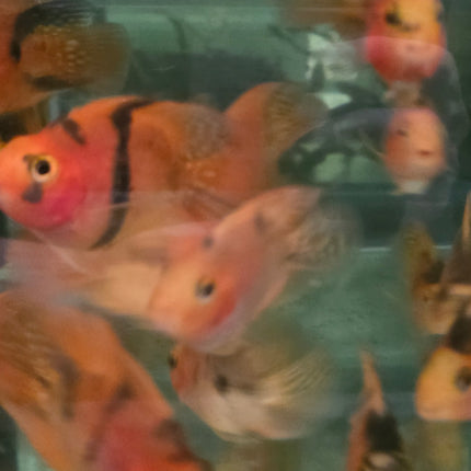 Red and black parrot cichlid 6-7cm