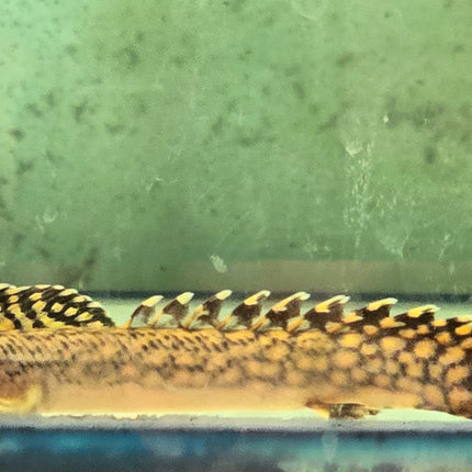 Polypterus ornatipinnis 7-8cm