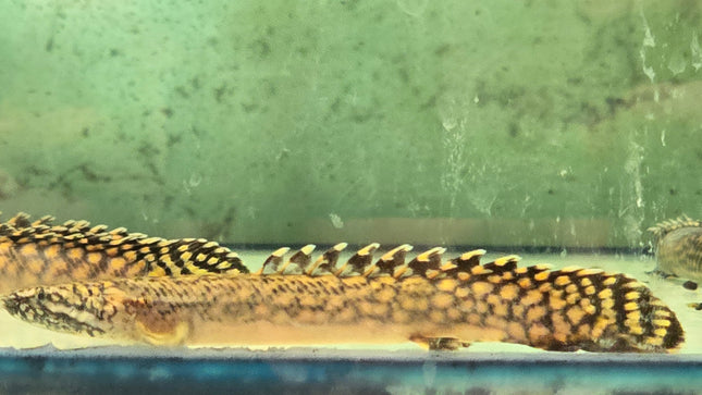 Polypterus ornatipinnis 7-8cm
