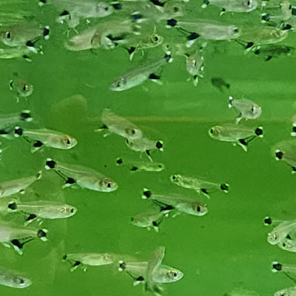 White spot tetra 2.5cm