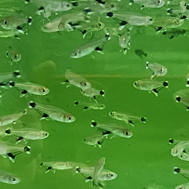 White spot tetra 2.5cm
