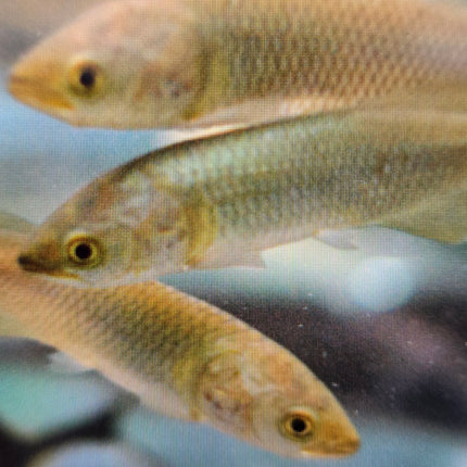 African arowana 8-10cm