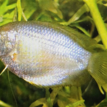 Assorted colisa gourami 4cm