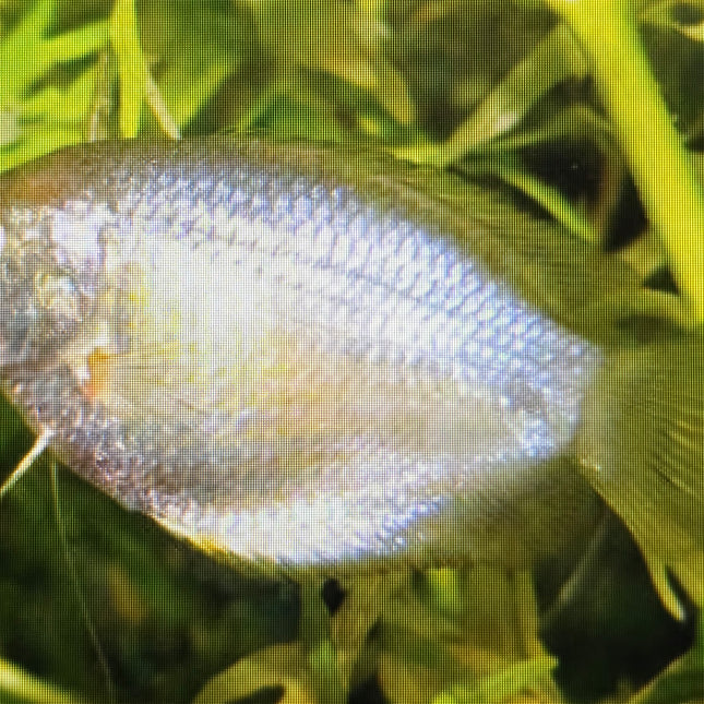 Blood Red Dwarf Gourami 3cm
