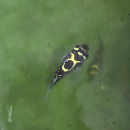 Figure 8 puffer 4-6cm