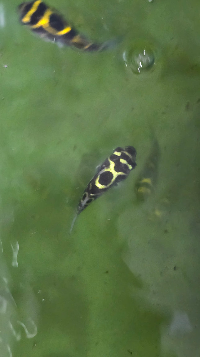 Figure 8 puffer 4-6cm