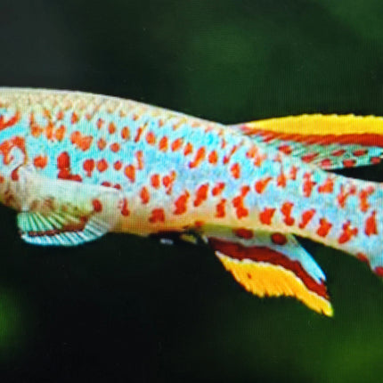 Aphyosemion p82 Steel blue killifish 3-4cm