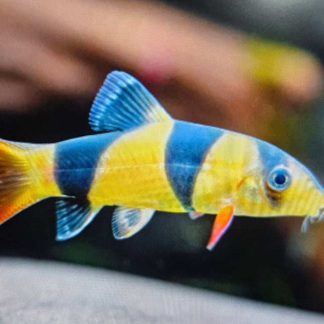 Clown loach 4cm- 10cm