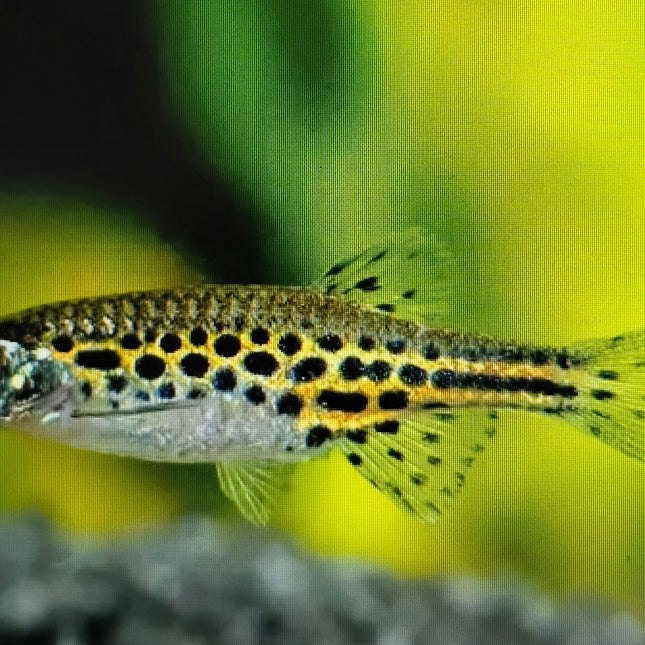 Tinwini Danio 2.5cm