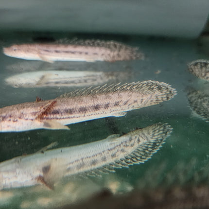 Polypterus endlicheri Bichir 6-7cm