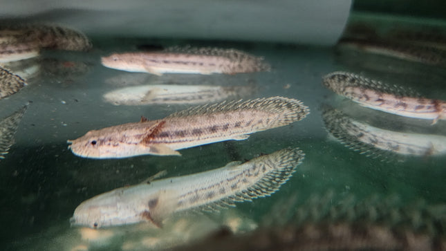 Polypterus endlicheri Bichir 6-7cm