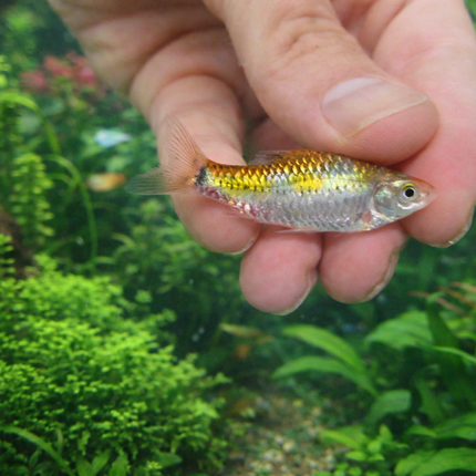 Tri-colour golden barb 4cm