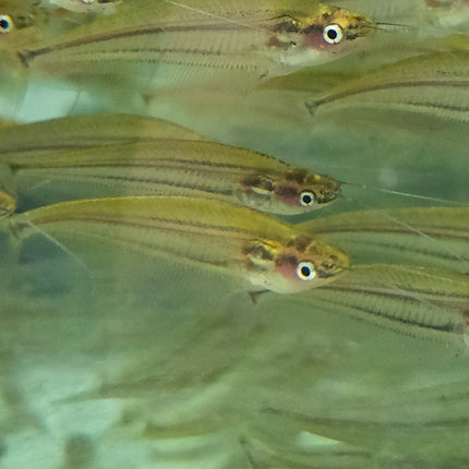 Malayan glass catfish 7-10cm