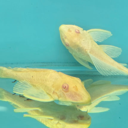 Pleco albino sailfin 5cm