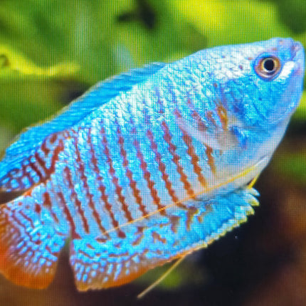 Neon Dwarf Gourami 3cm
