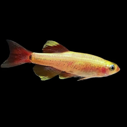Golden white cloud mountain minnow 2.5cm