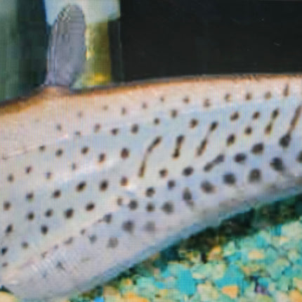 Royal knifefish 18-25cm