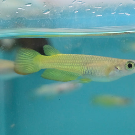 Golden panchax 2.5-3cm