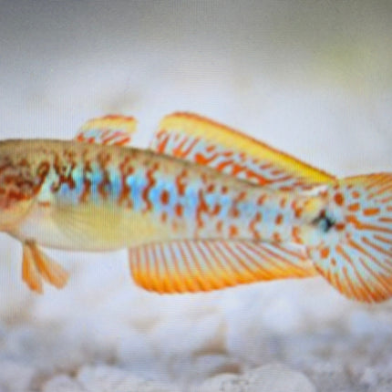 Peacock gudgeon 3-4cm