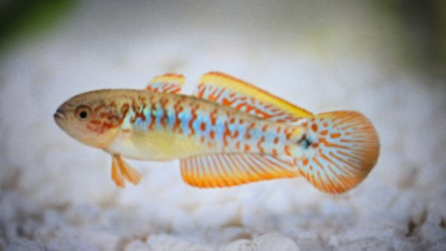 Peacock gudgeon 3-4cm