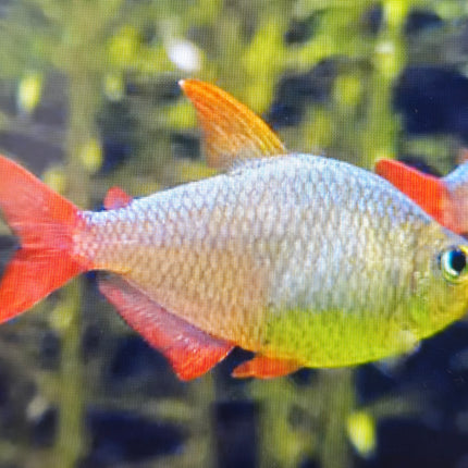 Colombian tetra 3cm