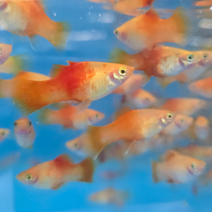 Red top platy 2.5cm
