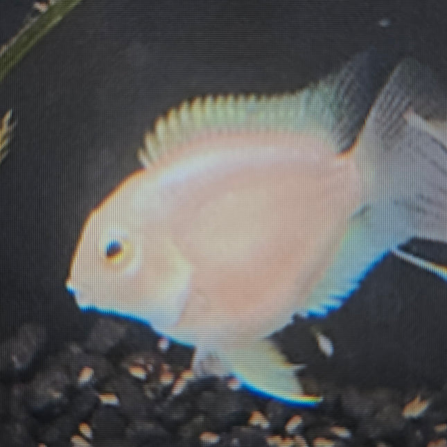 Platinum mini parrot cichlid 3-4cm