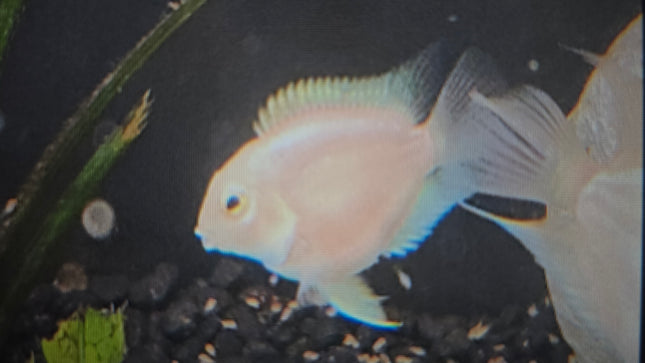 Platinum mini parrot cichlid 3-4cm