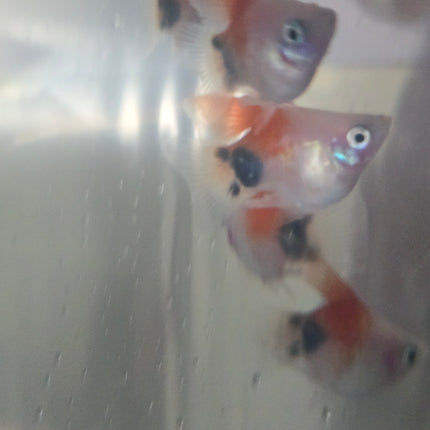 High fin shortbody red white mickey Platy 2.5 cm