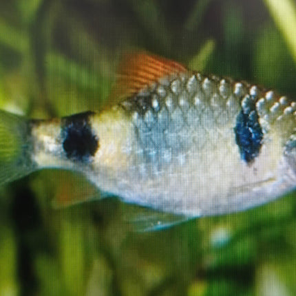 Nayaran barb 2.5-3cm