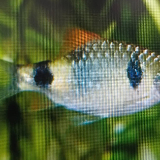 Nayaran barb 2.5-3cm