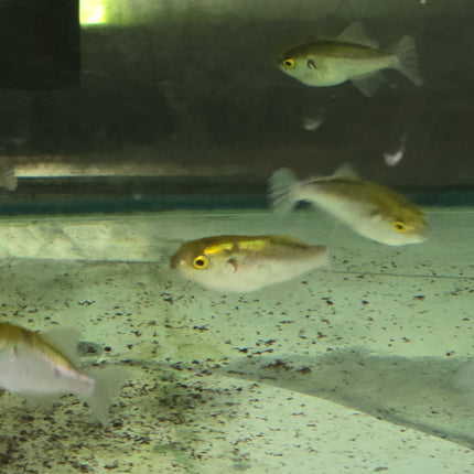 Avocado puffer 5-6cm
