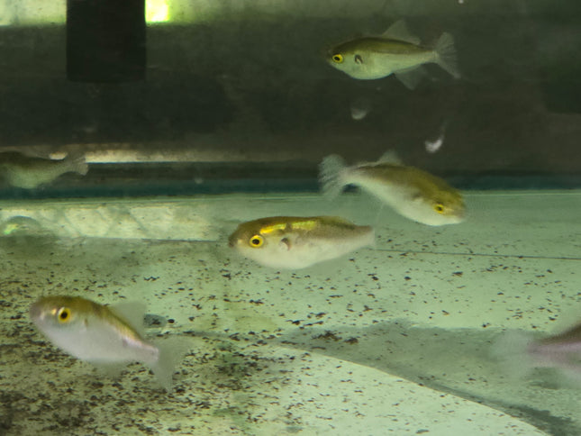 Avocado puffer 5-6cm