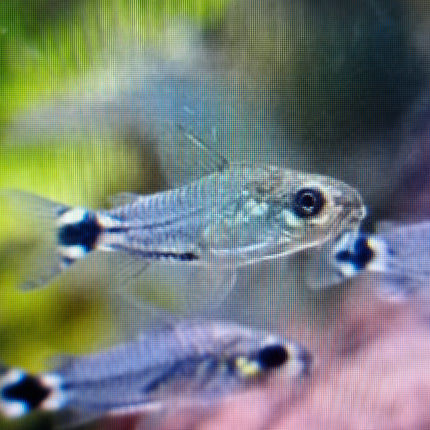 Corydoras hastatus 1cm