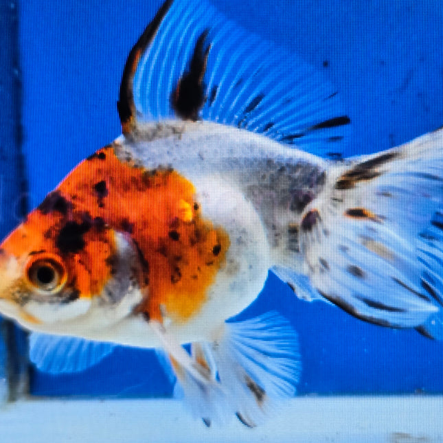 Calico fantail 5cm