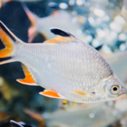 Tinfoil barb 8-10cm