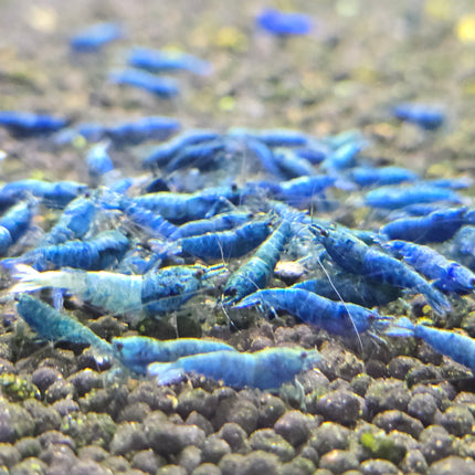 Blue bolt shrimp 1cm