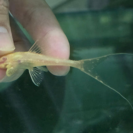 Pleco albino adonis 5-6cm