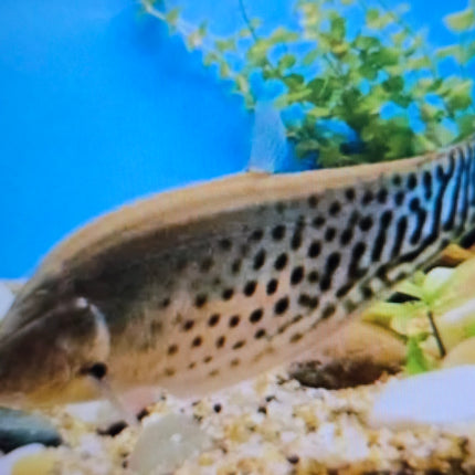 Royal knifefish 18-25cm